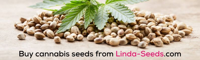 Hanfsamen kaufen bei Linda-Seeds.com Hanfsamen kaufen bei Linda-Seeds.com